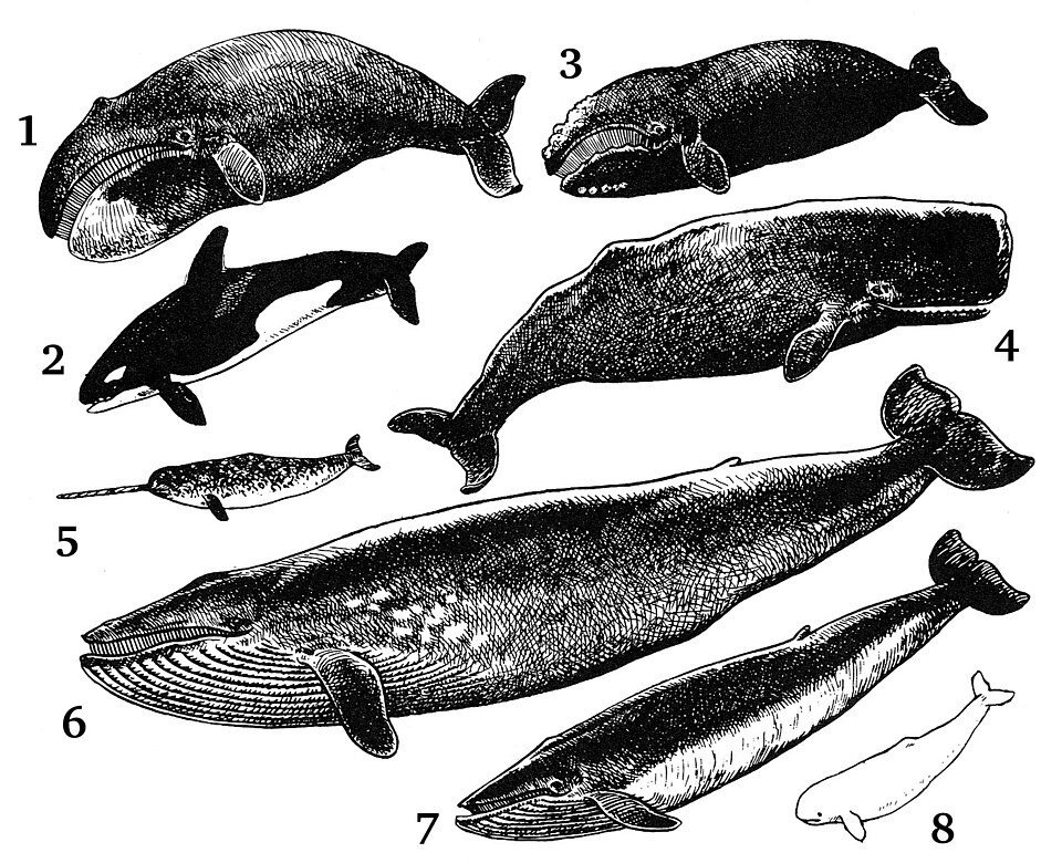 Some Cetacea: 1- Bowhead whale; 2- Orca; 3- Right whale; 4- Sperm whale; 5- Narwhal; 6- Blue whale; 7- Rorqual; 8- Beluga