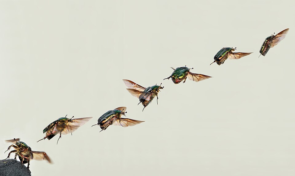 A beetle moving through the air
