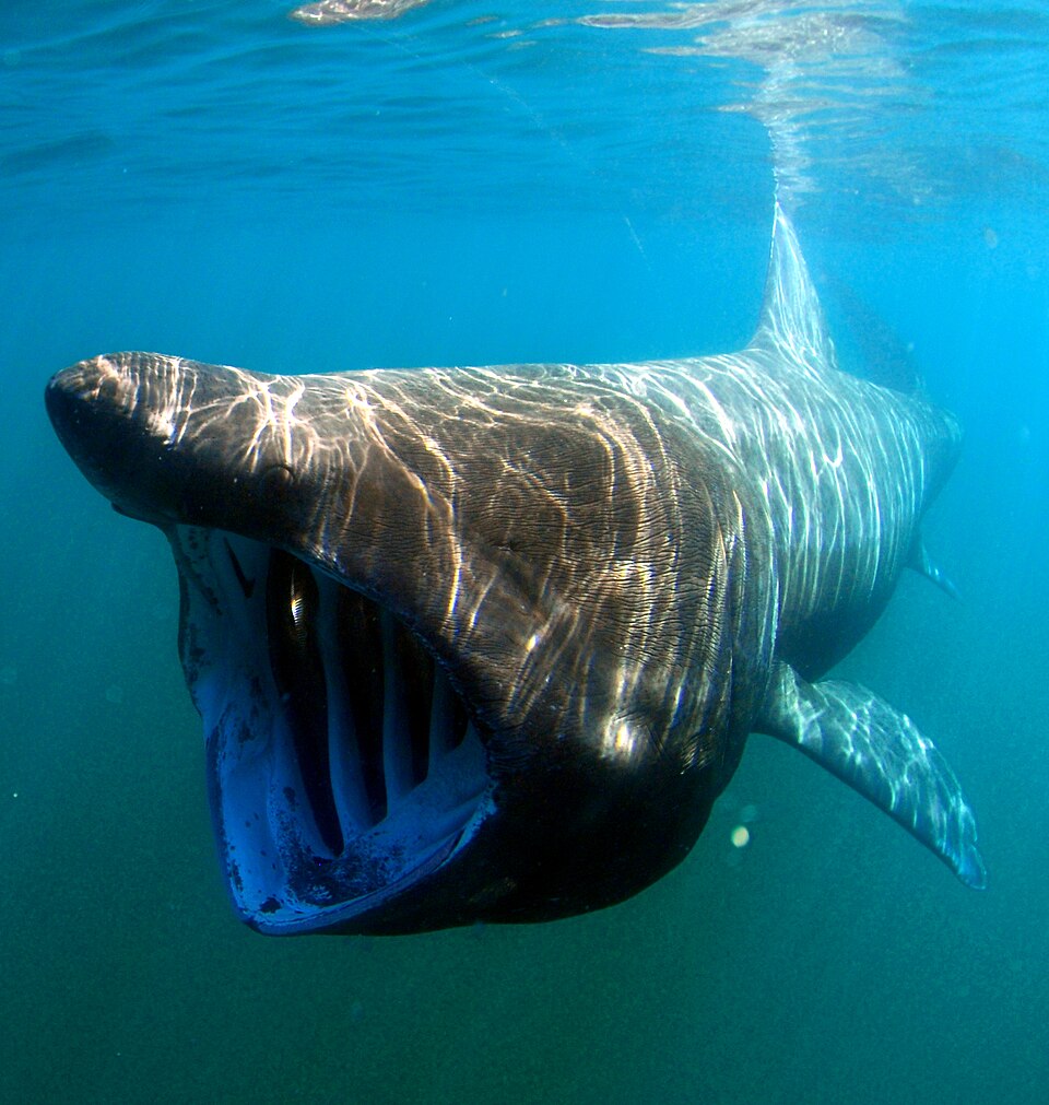 Elasmobranchii