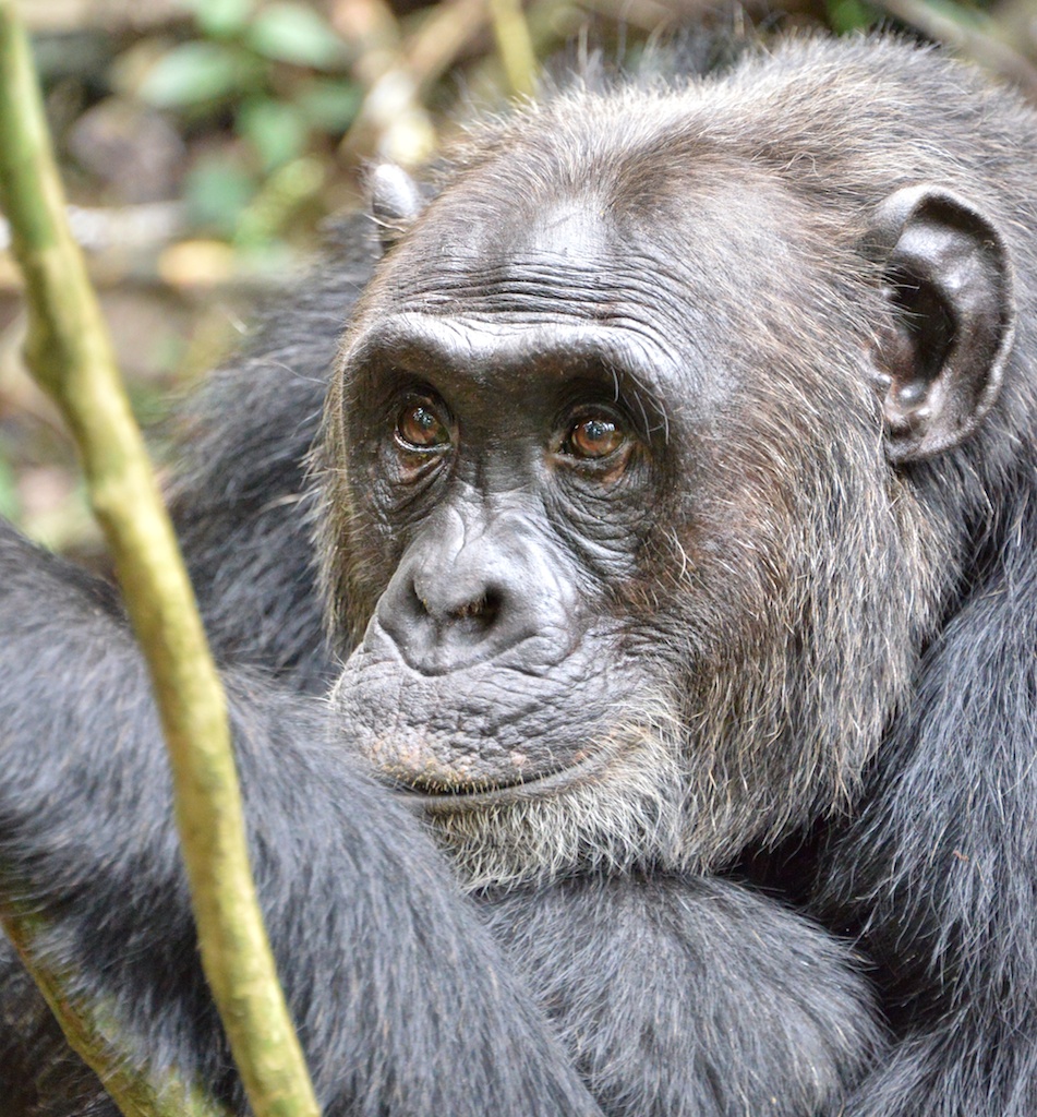 Older male chimpanzee, Uganda