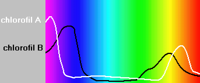 Absorption maxima of chlorophylls against the spectrum of white light.{{Citation needed|date=May 2010}}