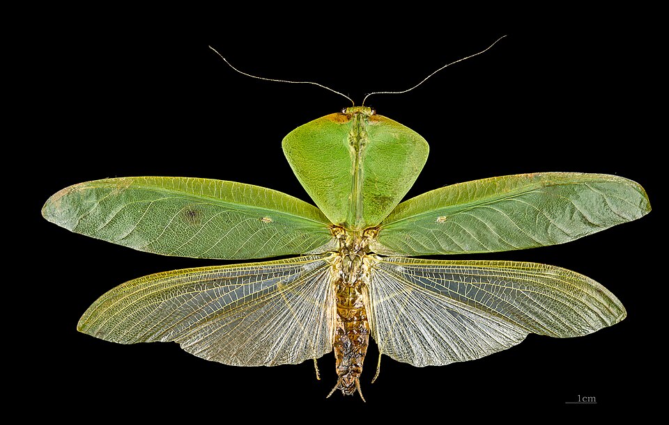 The genus Choeradodis has laterally expanded thoraxes: camouflage by leaf mimicry.