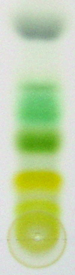 Thin-layer chromatography is used to separate parts of a plant extract, illustrating the experiment with plant pigments which gave chromatography its name