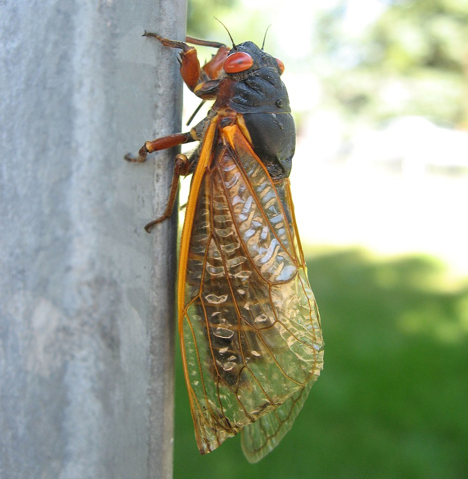 Cicada found in Chicago, Illinois, USA, June 2007