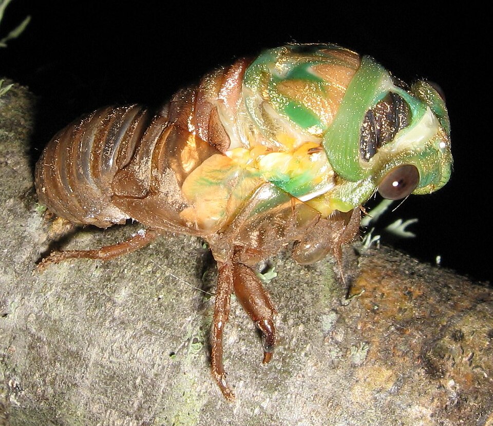 A cicada in the process of shedding.