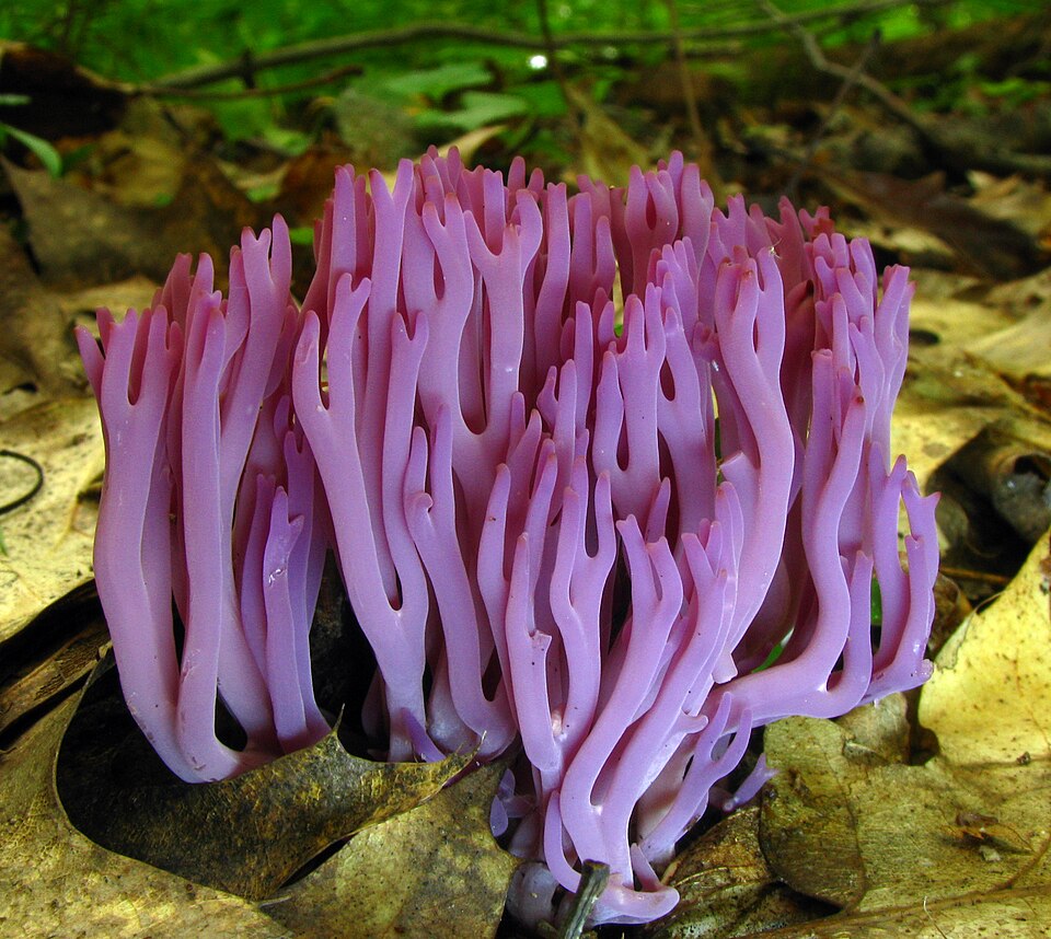 The coral fungus Clavaria zollingeri in Babcock State Park, West Virginia, USA.