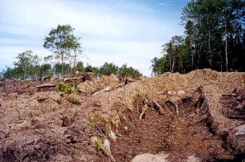Habitat loss is the silent killer