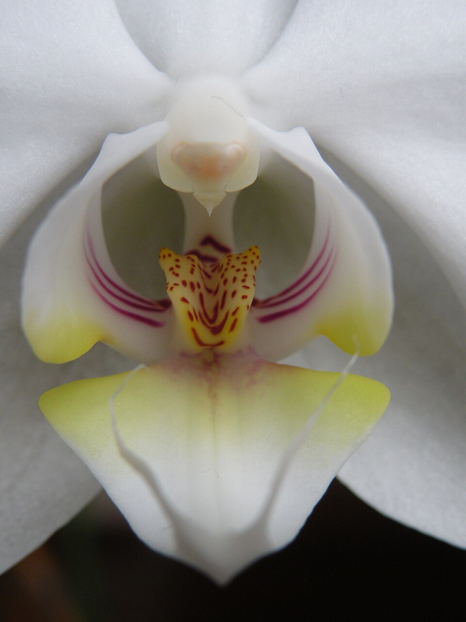 Closeup of a Phalaenopsis blossom