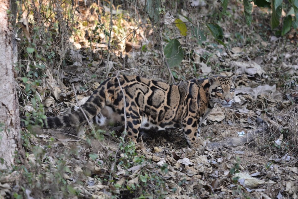 Camouflage in action