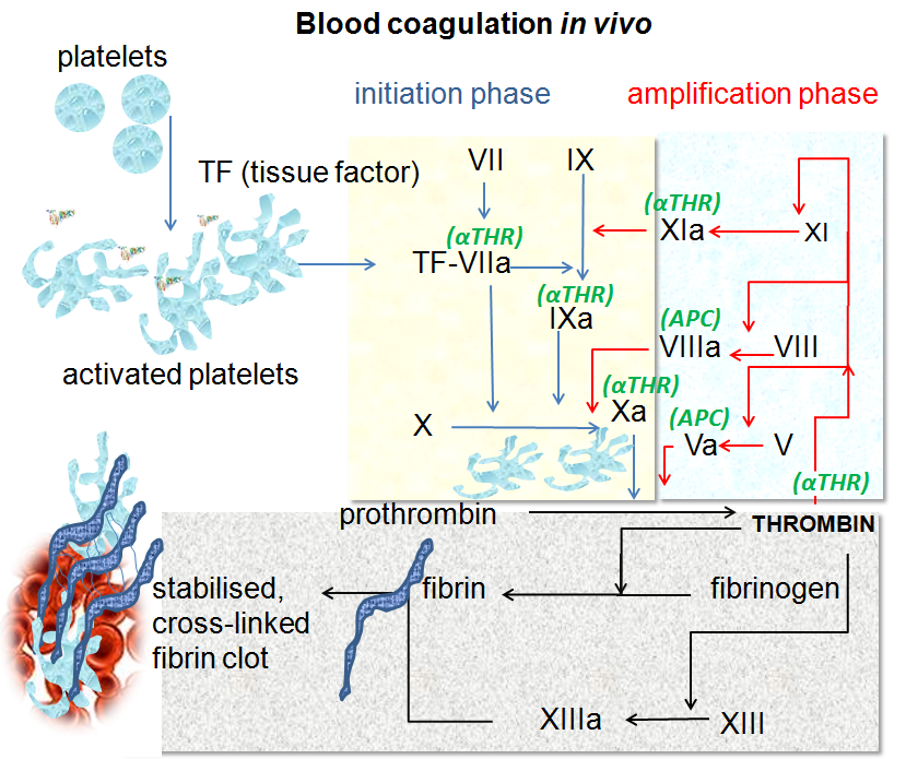 Blood coagulation pathways in vivo showing the central role played by thrombin