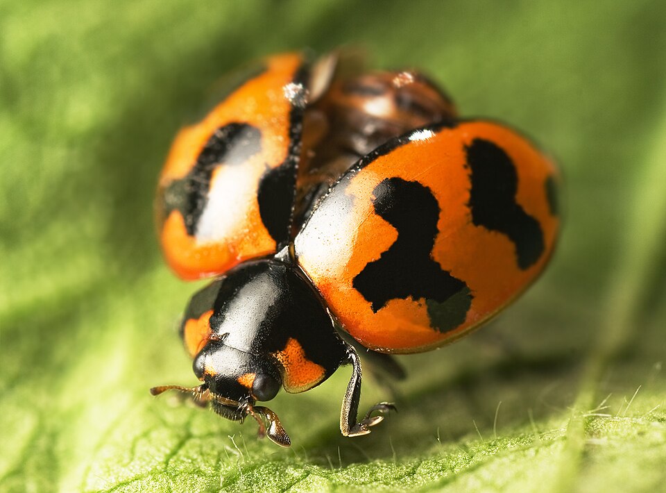 Coccinella transversalis, elytra (wing cases) in the open position