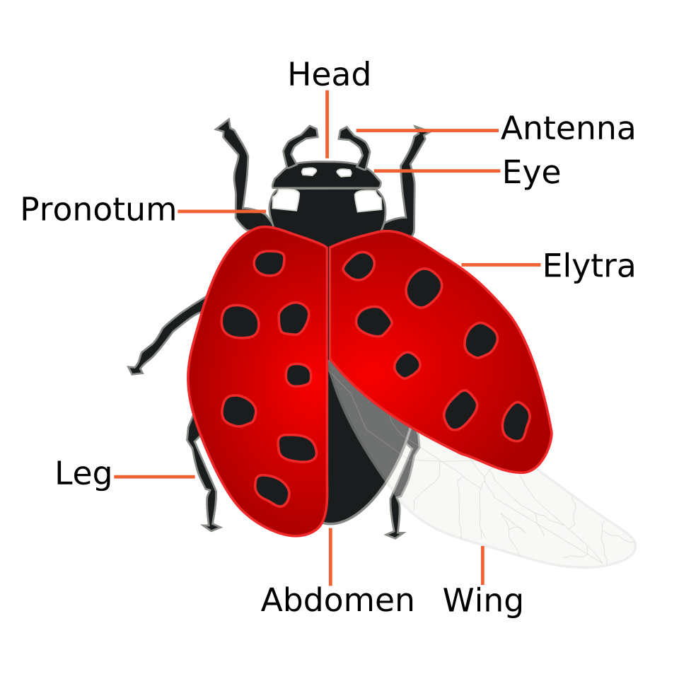 A ladybug's pronotum may sometimes be mistaken for the ladybug's whole head