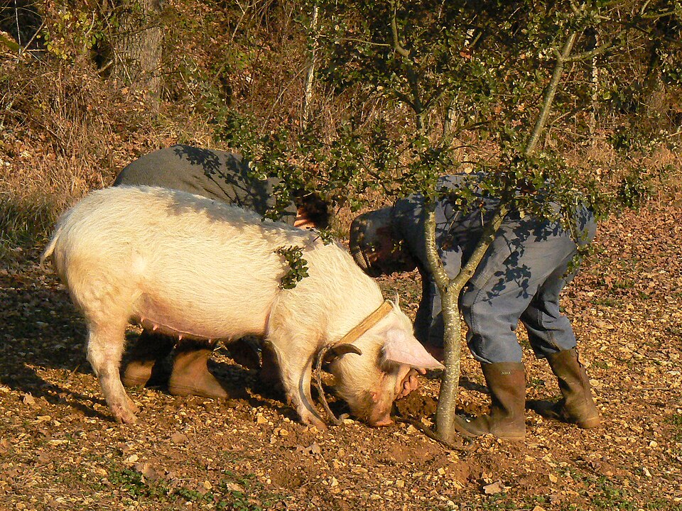Trained pig in Gignac, Lot, France