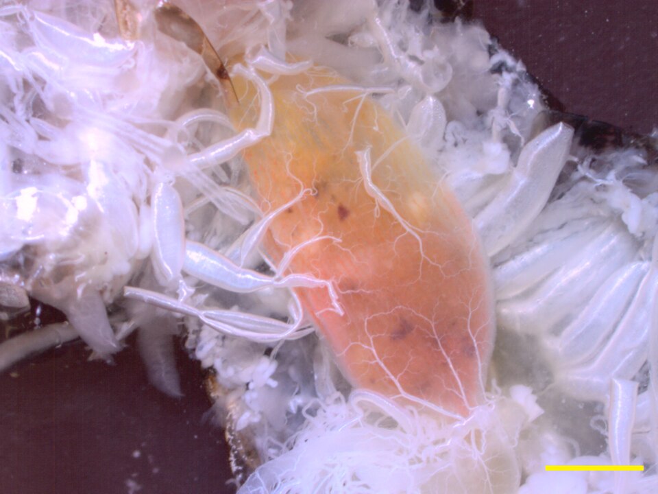 The tracheal system branches into ever smaller tubes. here they supply the crop of the cockroach. Scale bar: 2 mm
