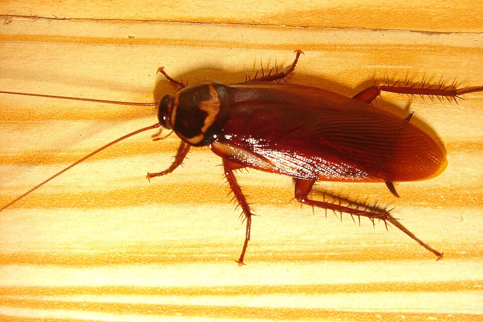 A cockroach.