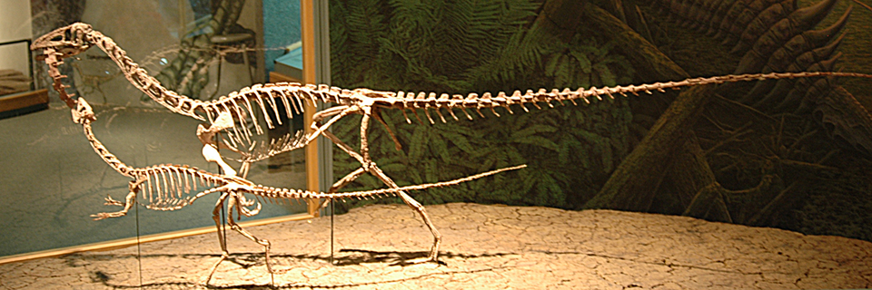 Two C. bauri specimens at the Denver Museum of Nature and Science