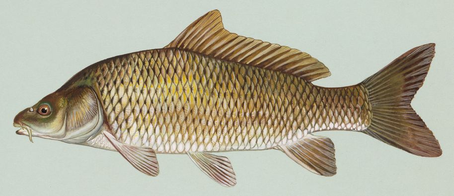 Cyprinus carpio