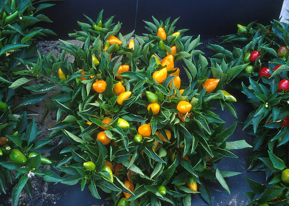 Compact orange Capsicum plants