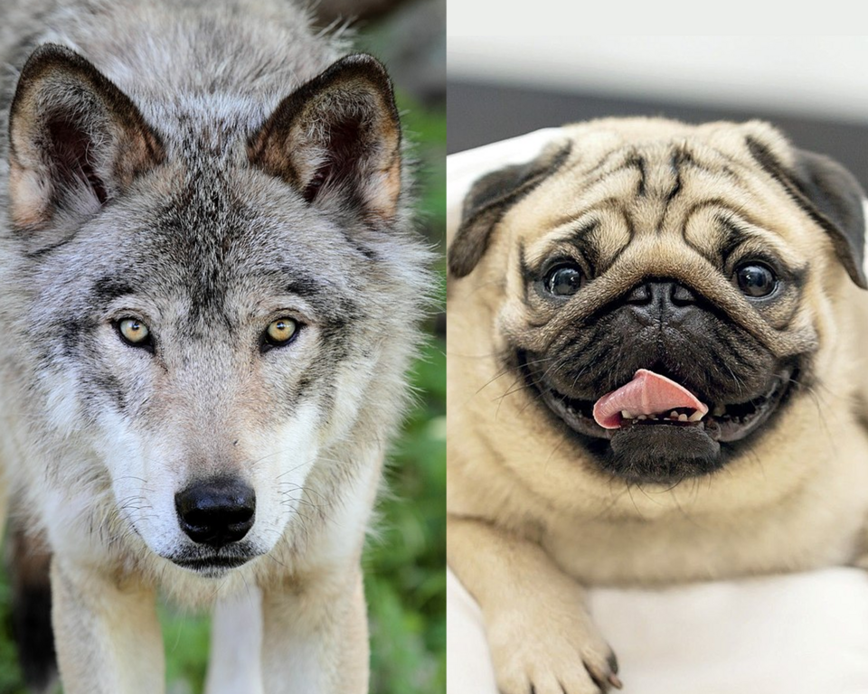 Wolves (left) were domesticated by humans into dogs (right)