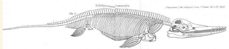 Skeleton of an Ichthyosaurus communis found by Mary Anning