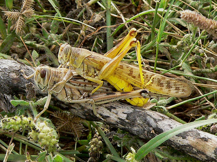Desert locusts in copulation