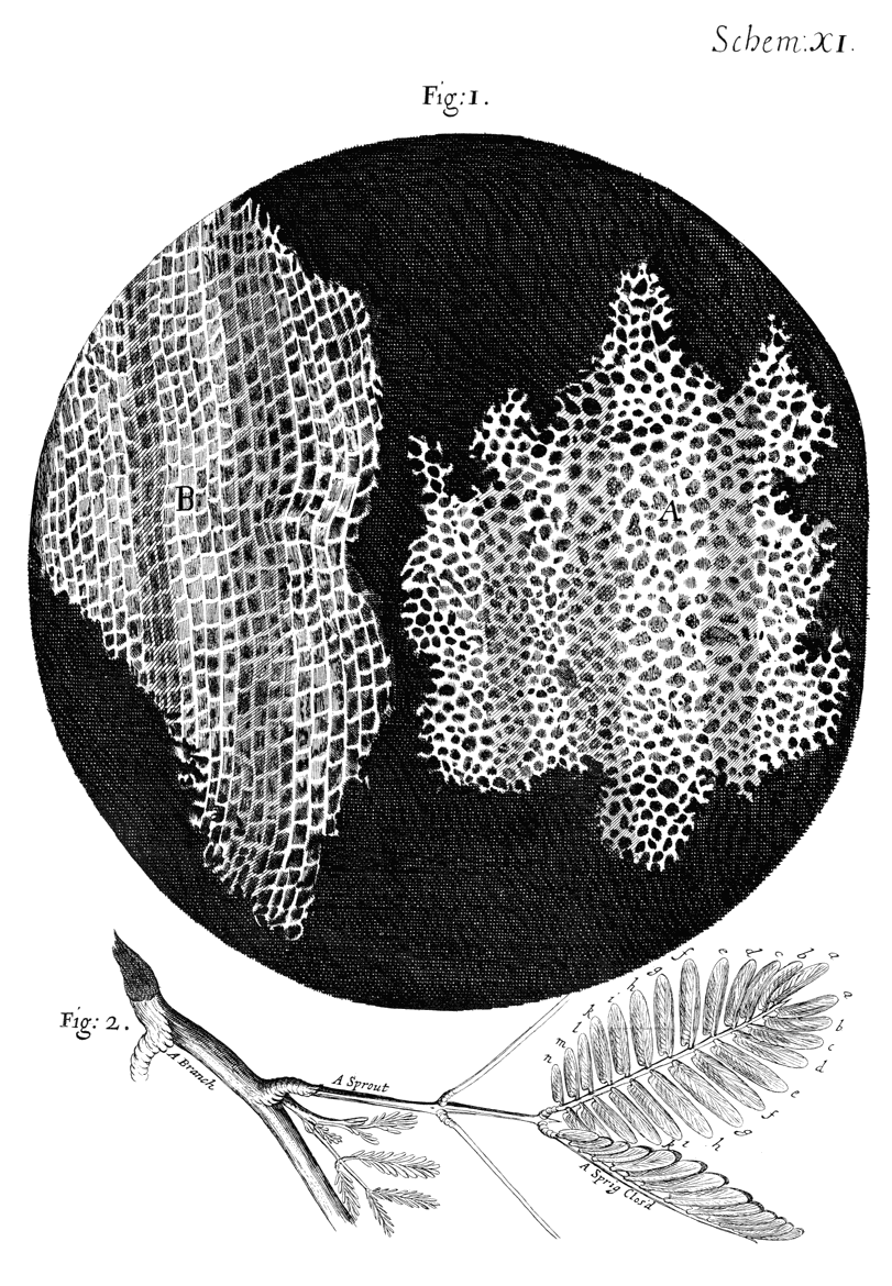 Drawing of the structure of cork as it appeared under the microscope to Robert Hooke