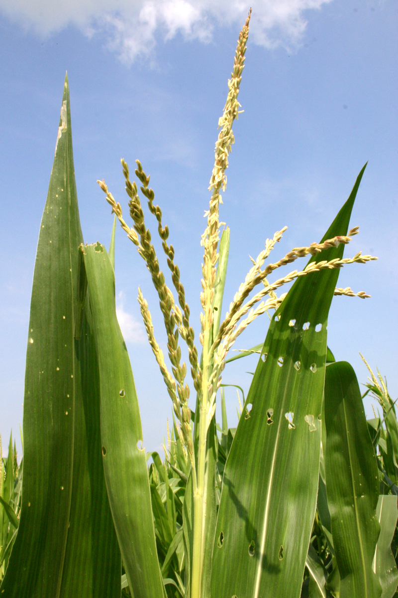 Corn (maize) male flower (corn tassel). The stamens of the flower produce a light, fluffy pollen which is borne on the wind to the female flowers (silks) of other corn plants.