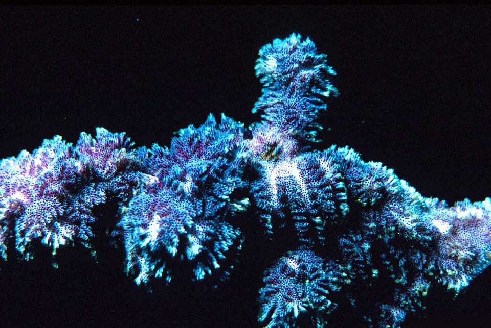 Costazia costazi, a coralline bryozoan