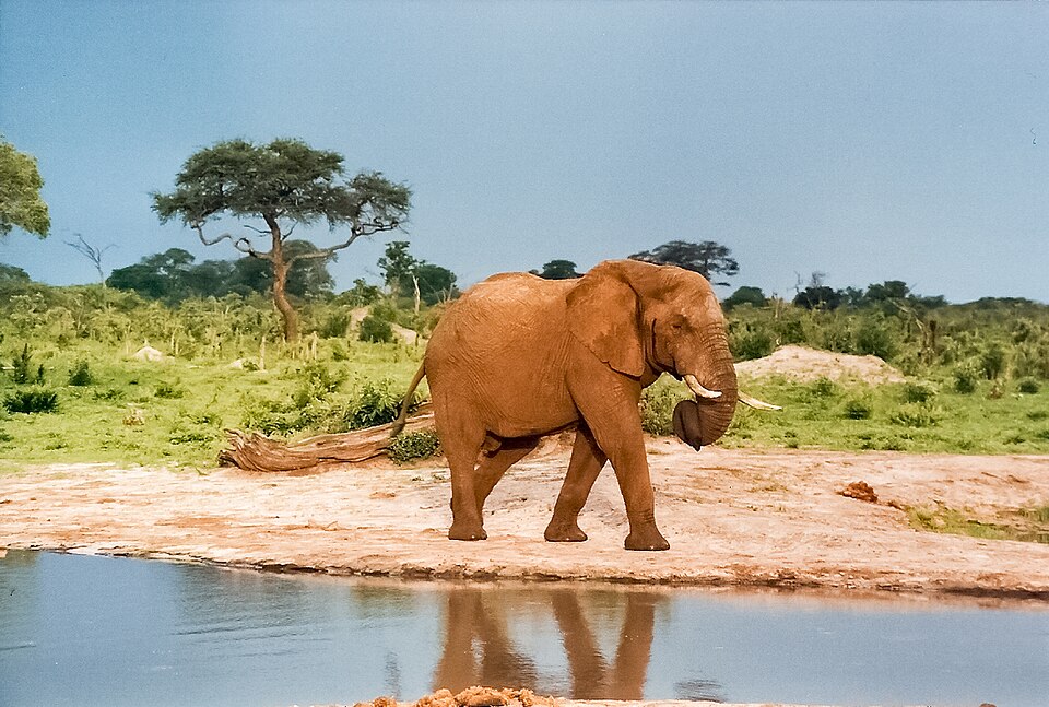 Elephant at water hole in Hwange National Park