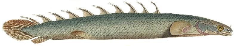 Teleost