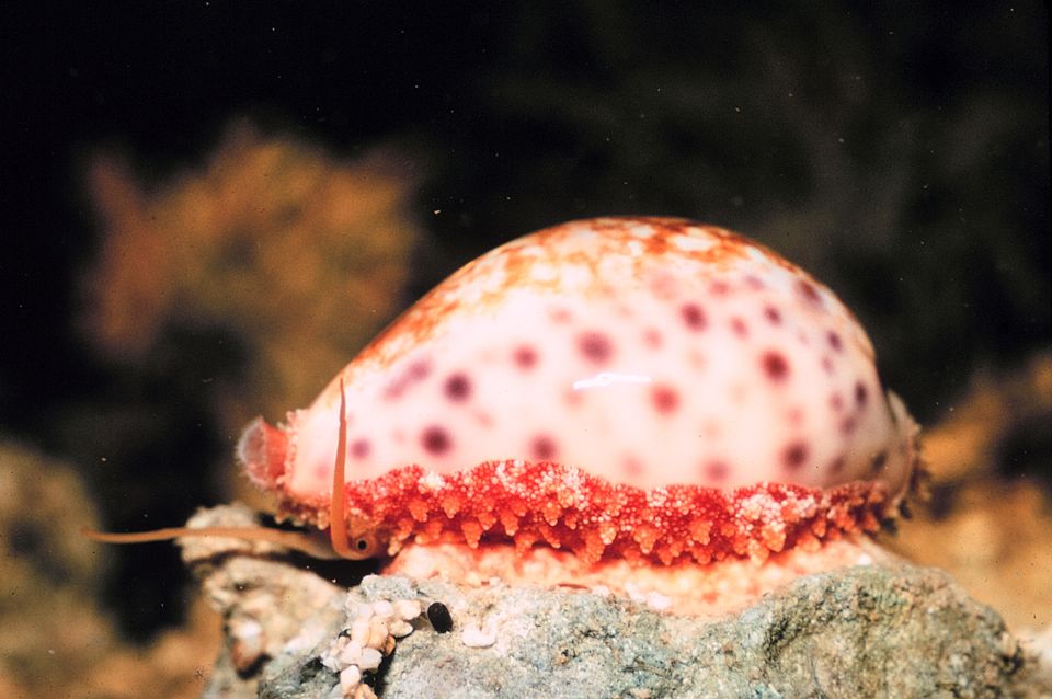 Cypraea, the cowrie. About 80% of all known mollusc species are gastropods.