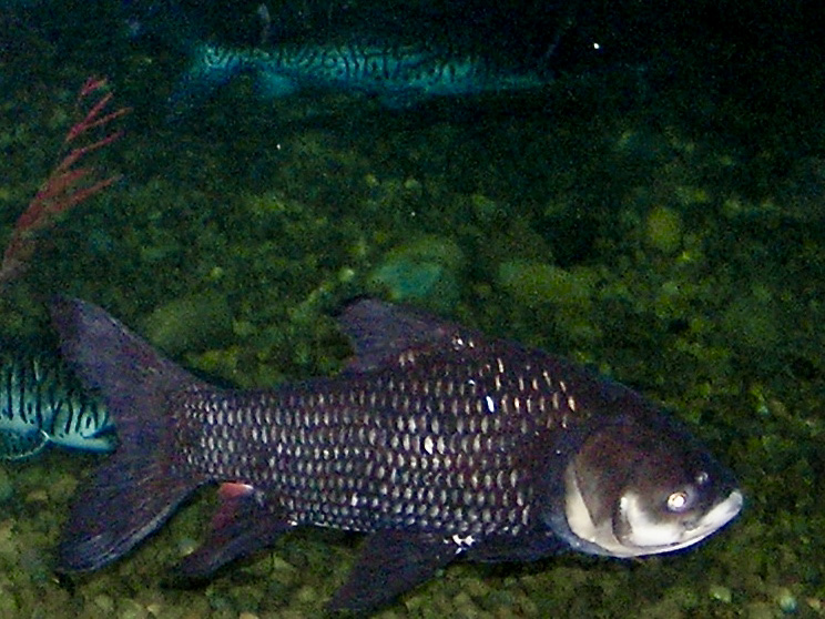 This is a giant barb (Catlocarpio siamensis).