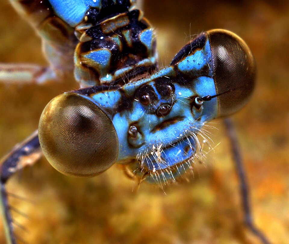 Head of a damselfly. Notice the eyes: they are widely separated.