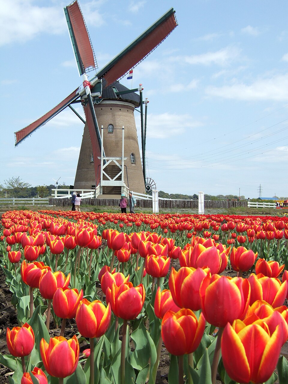 A Dutch tower windmill surrounded by tulips