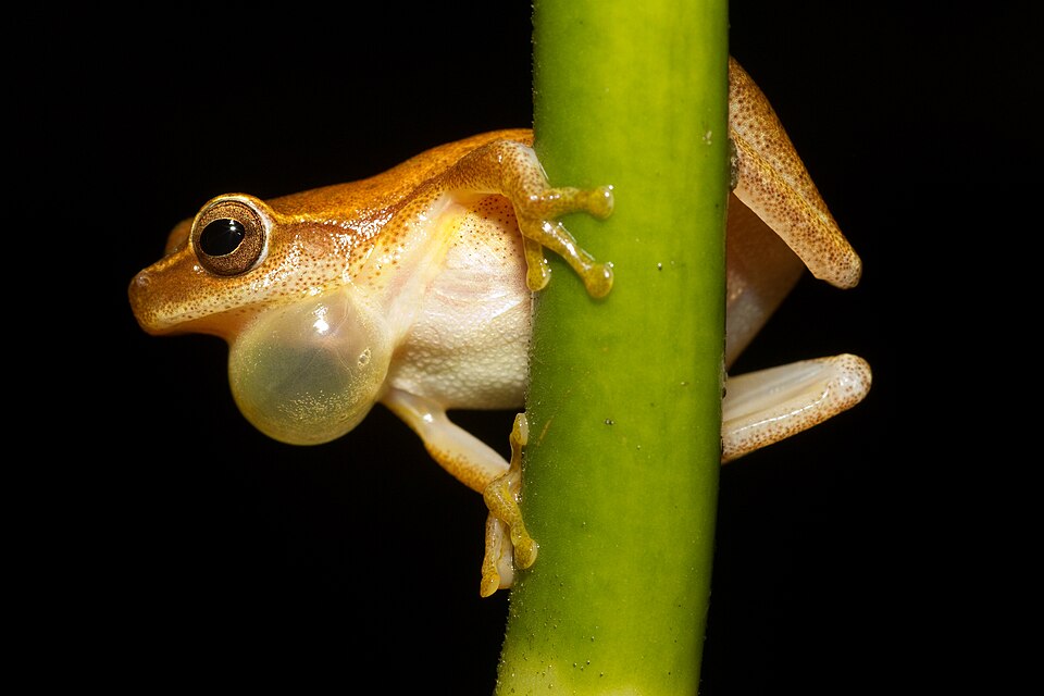 A male Dendropsophus microcephalus: its vocal sac is used to croak