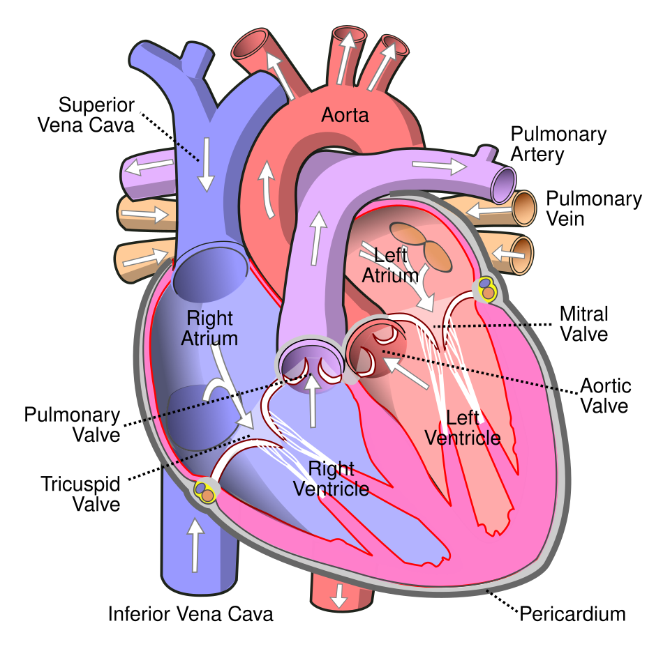 Heart structure: Arrows show the direction of blood flow.