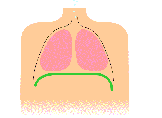 Animation of how the diaphragm (in green) works
