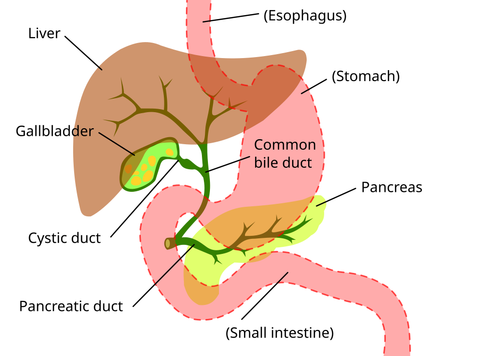 Liver and digestive system in a person