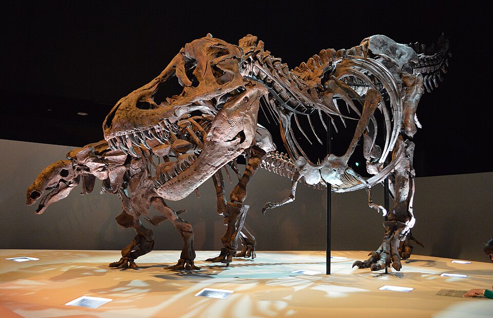 An exhibit which shows how tiny the front arms are compared with the skeleton as a whole. The skeleton behind it is an Edmontonia. Houston Museum of Natural History