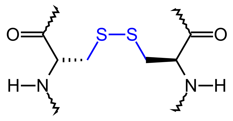 Disulfide bridge