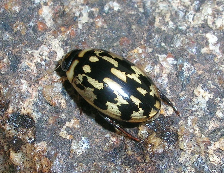 Sandracottus is one of 160 genera of Dytiscidae