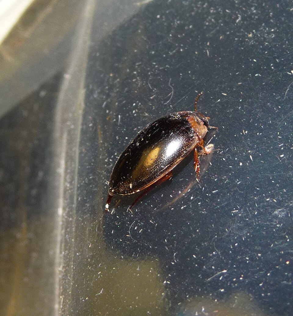 A diving Beetle