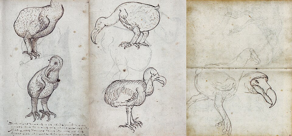 Drawings of the dodo from the travel journal of VOC-ship 'Gelderland' (1601–1603)