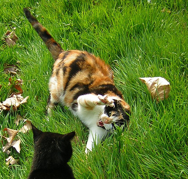 The cat in the middle is angry at the cat on the bottom. It is displaying a warning.