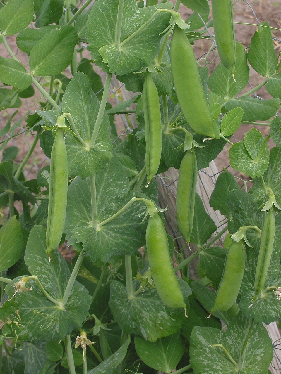 Peas inside their pods.