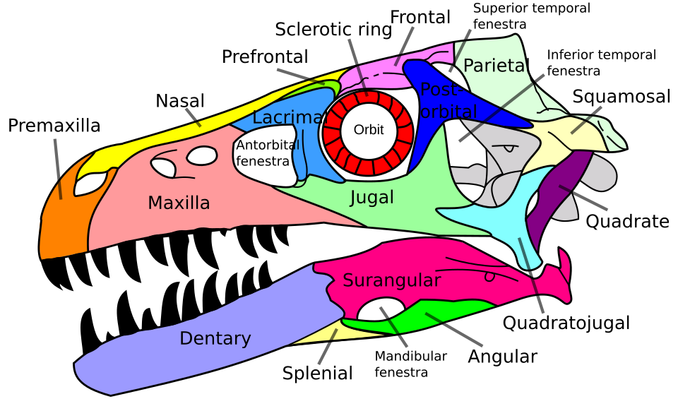 Labeled diagram of a typical archosaur skull, the skull of Dromaeosaurus