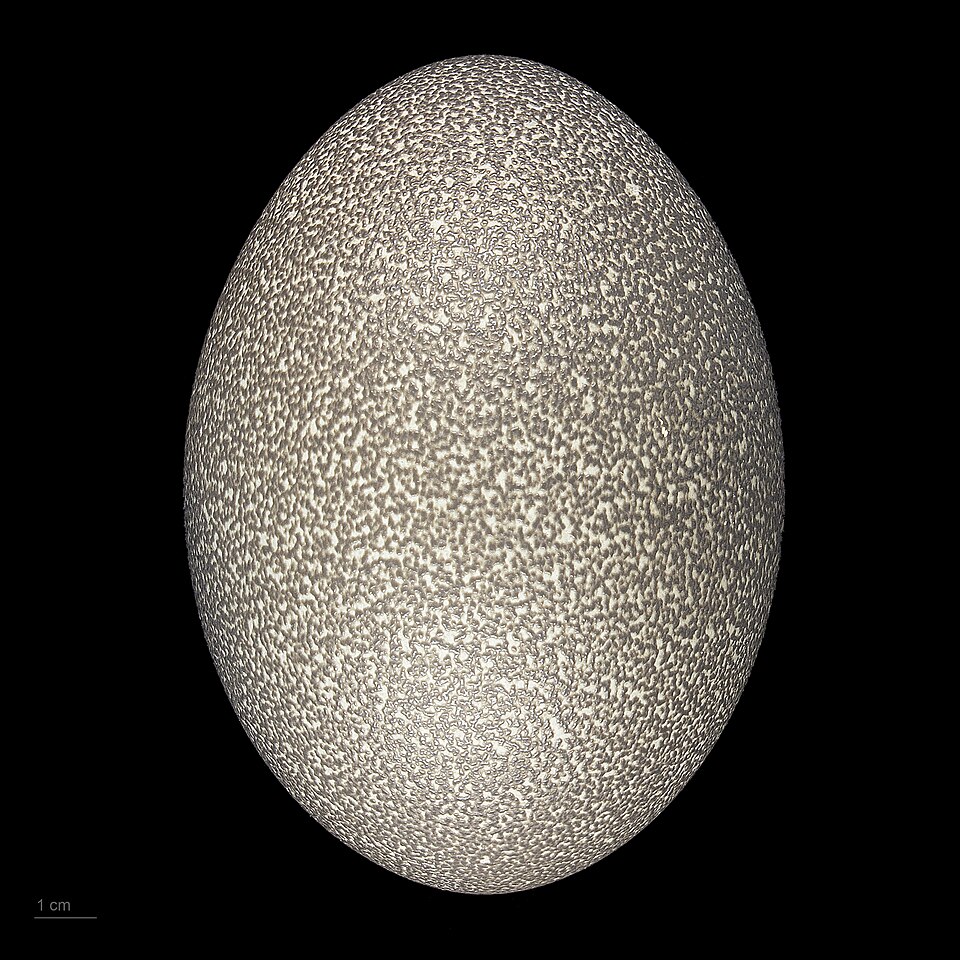 egg of Dromaius novaehollandiae