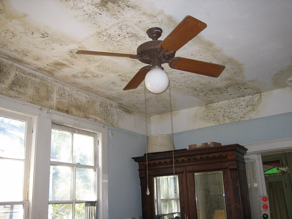 Mould on the ceiling of a home