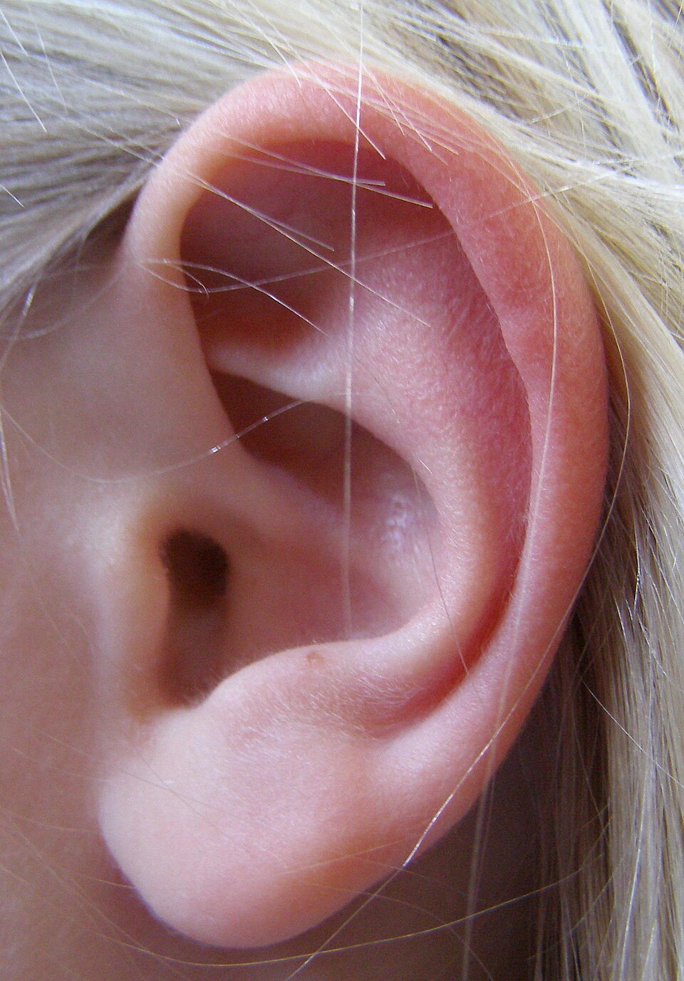 This is a left human ear