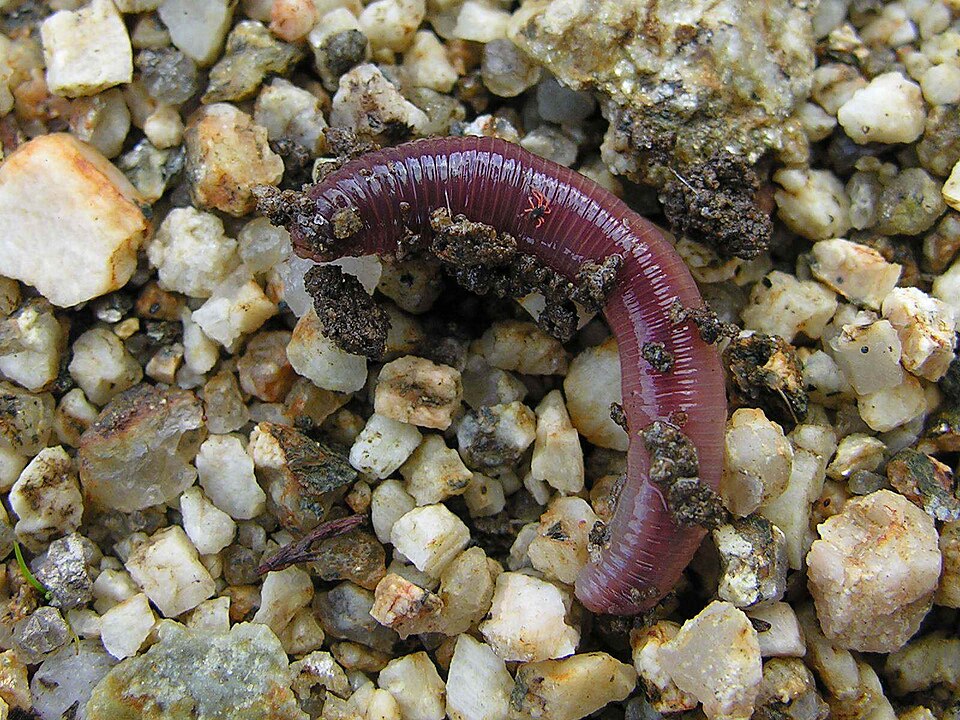 An earthworm